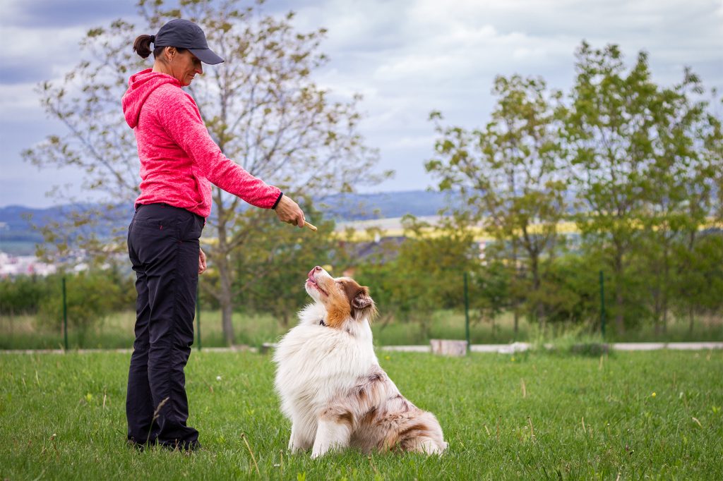 An dog trainer using dog biscuits for positive reinforcement training