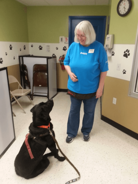 Moose paying attention to Sandy during dog training using positive reinforcement techniques.