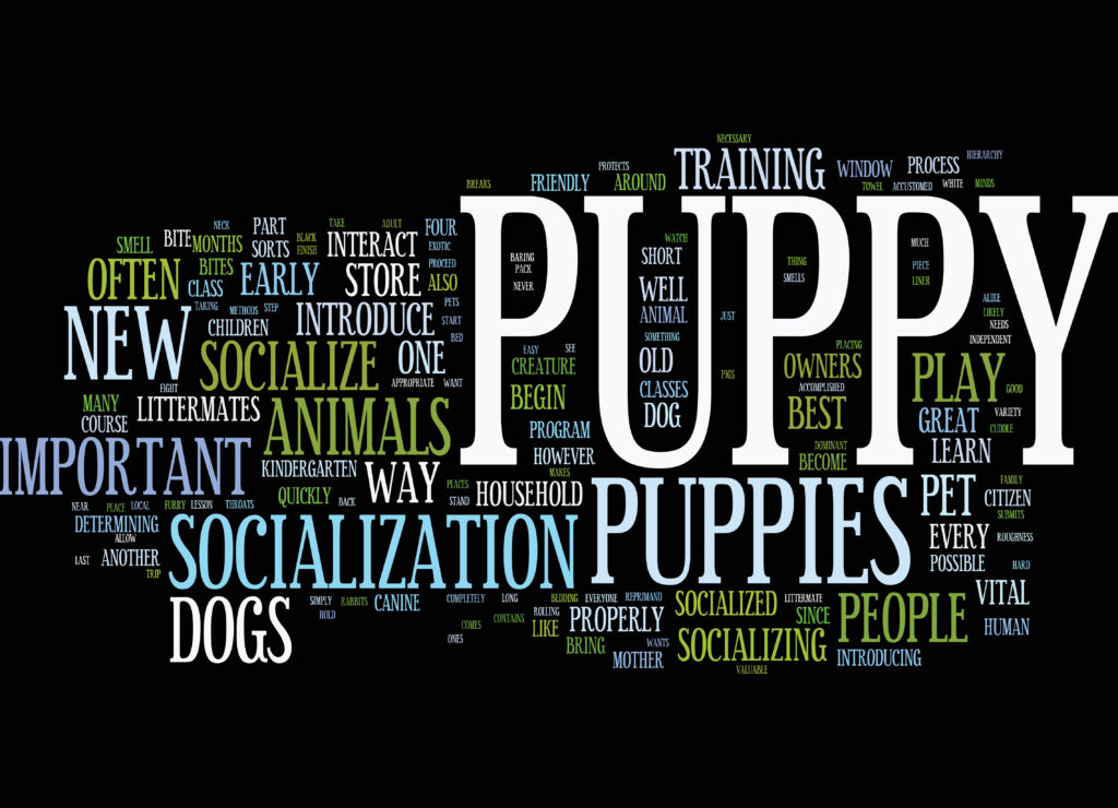 Compatible Companions Dogs Services teaches how puppies can learn the methods of socializing around new things.