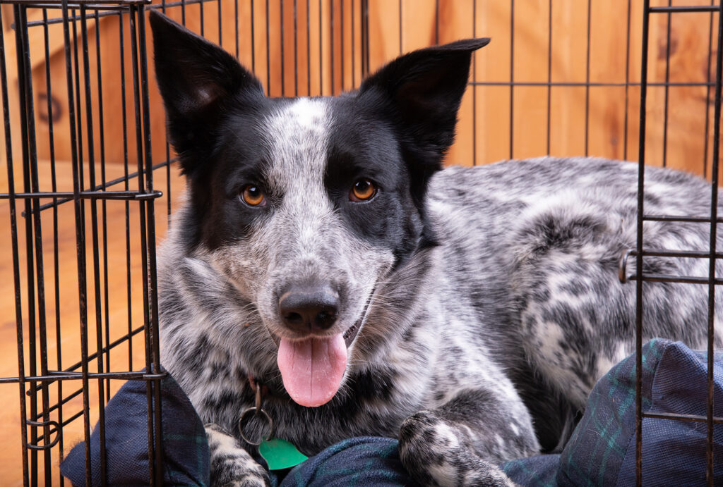 Happy dog resting in her open crate, looking at the viewer