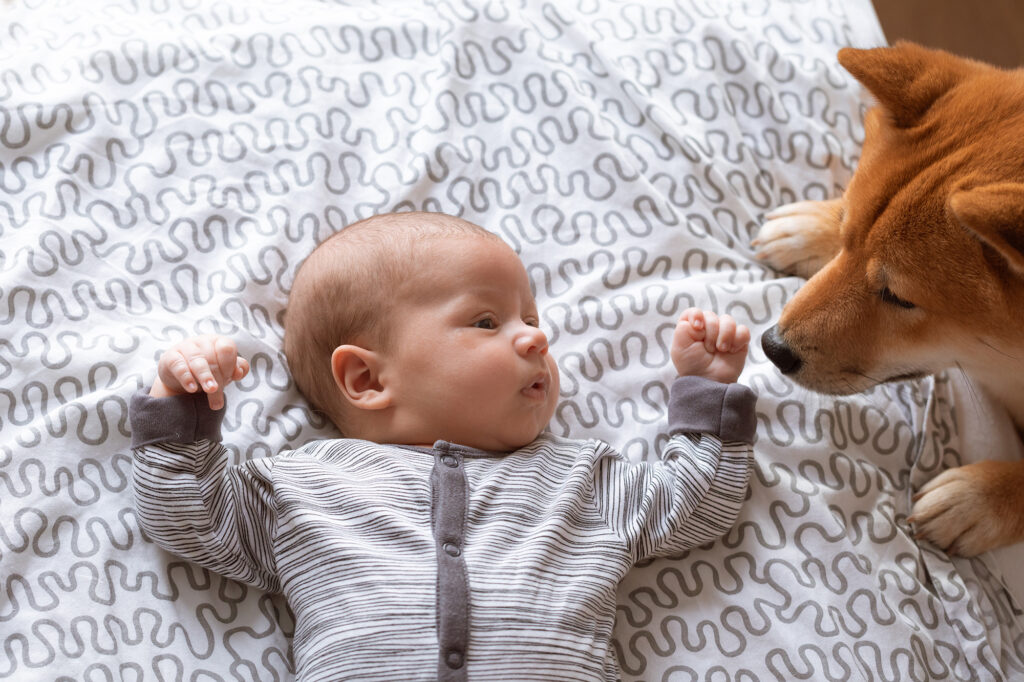 Newborn baby and friendly Shiba inu dog in home bedroom.