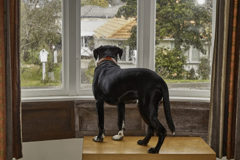 Dog looking out of the window waiting for his owner