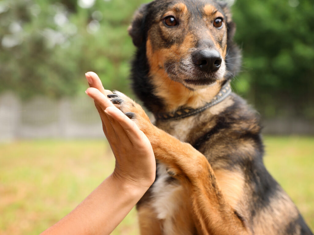Featured image for the Leader of the Pack blog focusing on Changing Dog Behavior Using Science Instead of Myth article