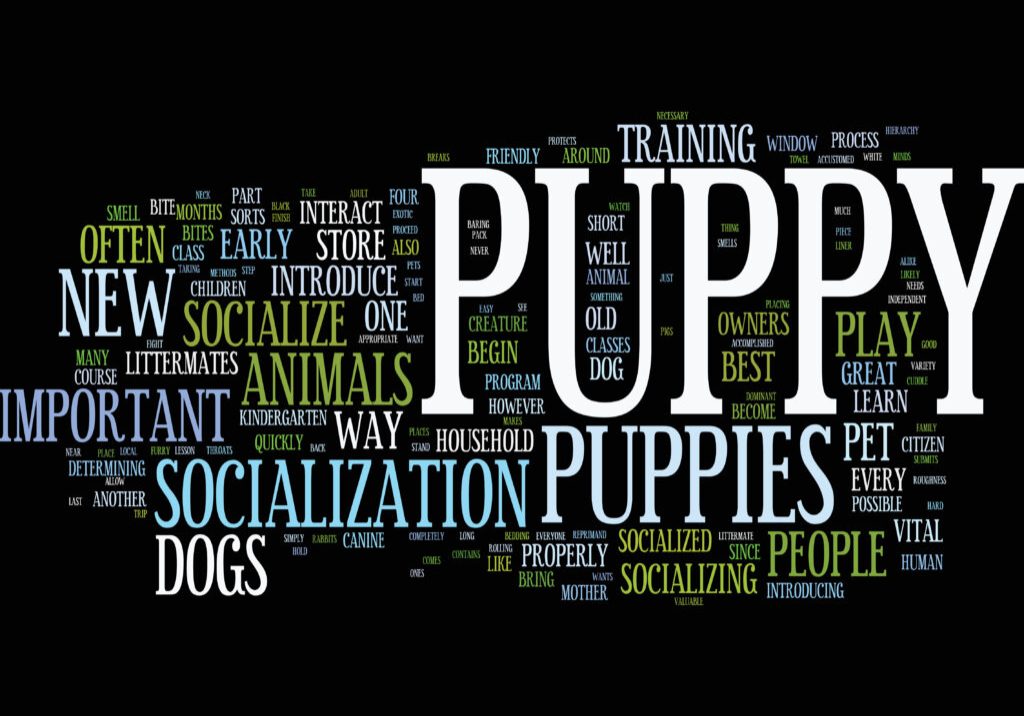 Compatible Companions Dogs Services teaches how puppies can learn the methods of socializing around new things.