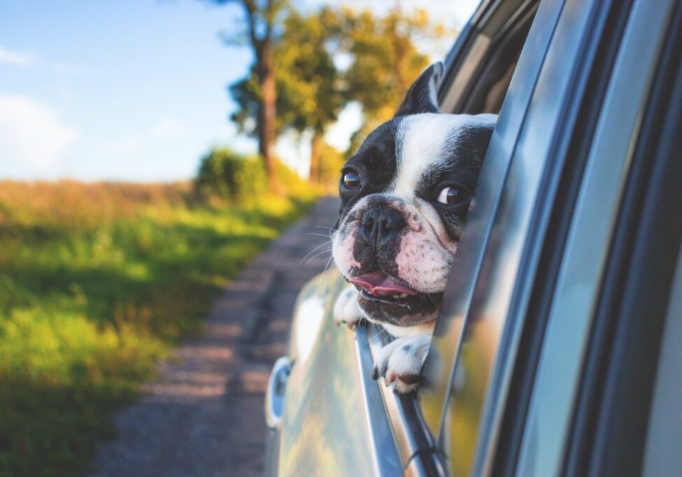 Image of a dog in a vehicle with head out the window for the main photo used in traveling with dogs post.