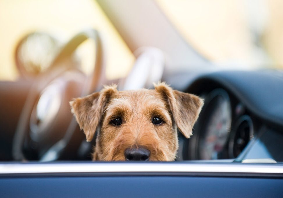 Dog in a car used to talk about dog anxiety from cars.