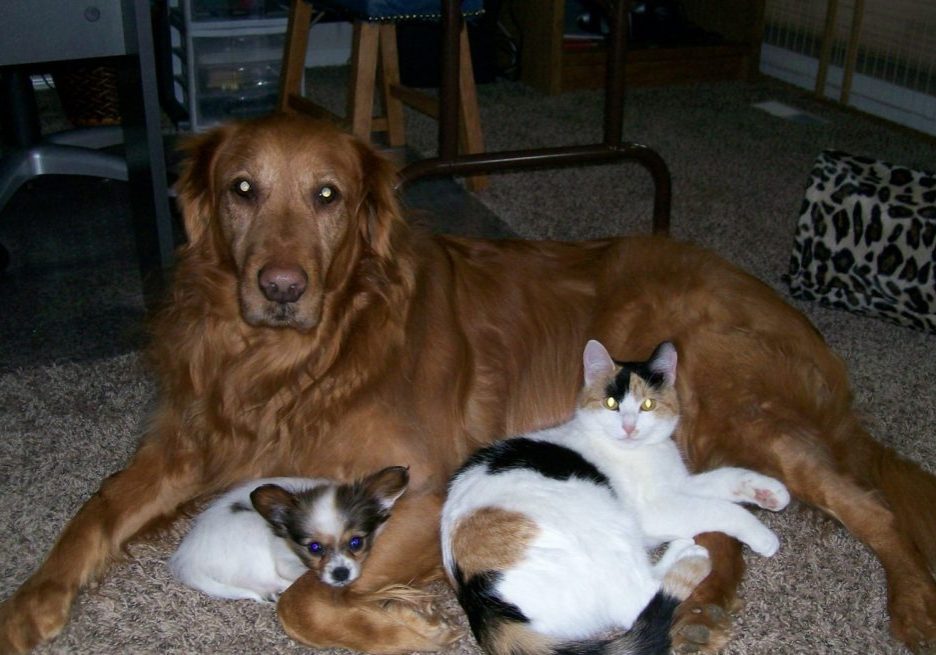 Compatible Companions Dog Services image used showing two dogs and cat for the things to do in regards to Fireworks