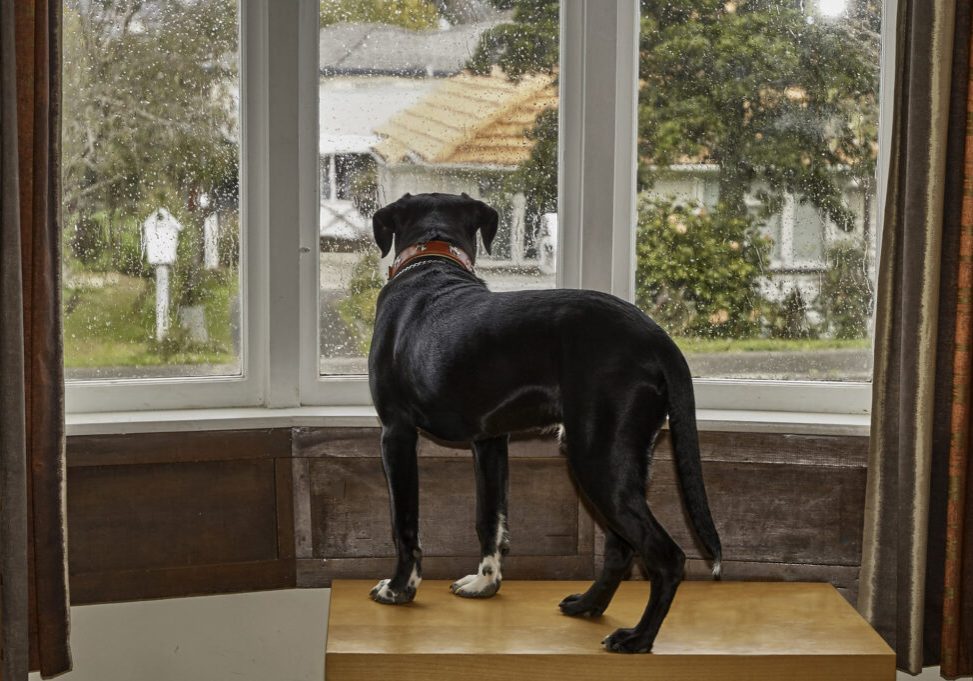 Dog looking out of the window waiting for his owner separation anxiety